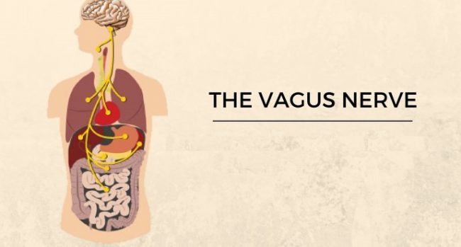 vagus
