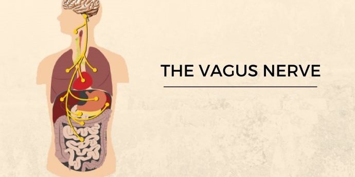 vagus